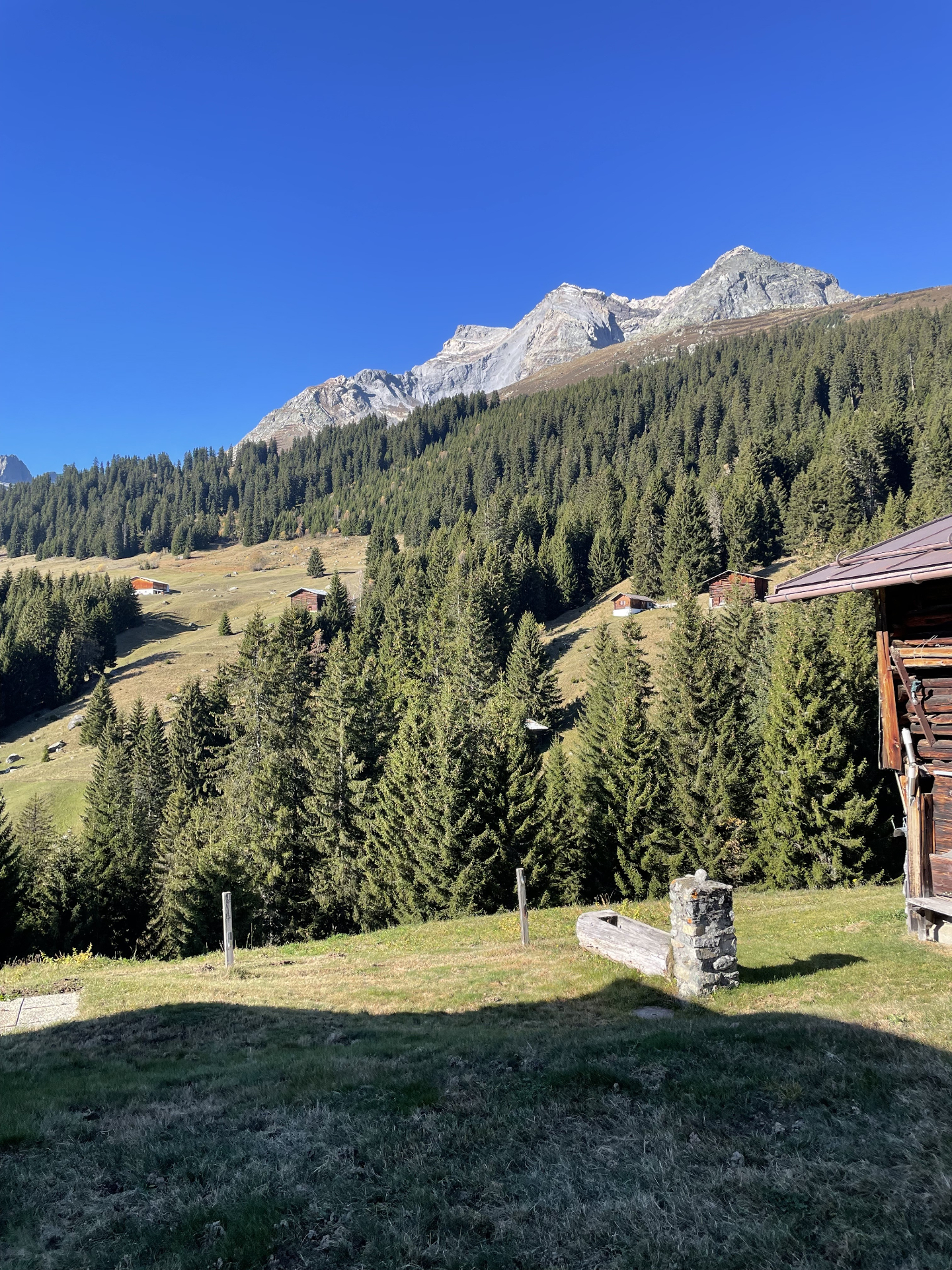 Maiensäss in Graubünden mit Holzhütte, Tannen und Bergkulisse